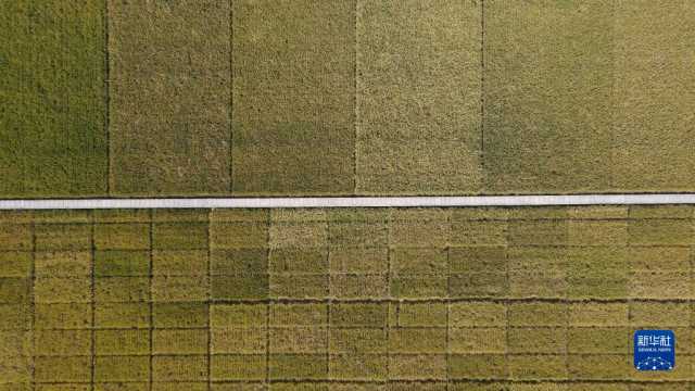 新华全媒+｜巢湖边有块“试验田”