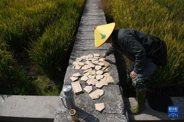 新华全媒+｜巢湖边有块“试验田”