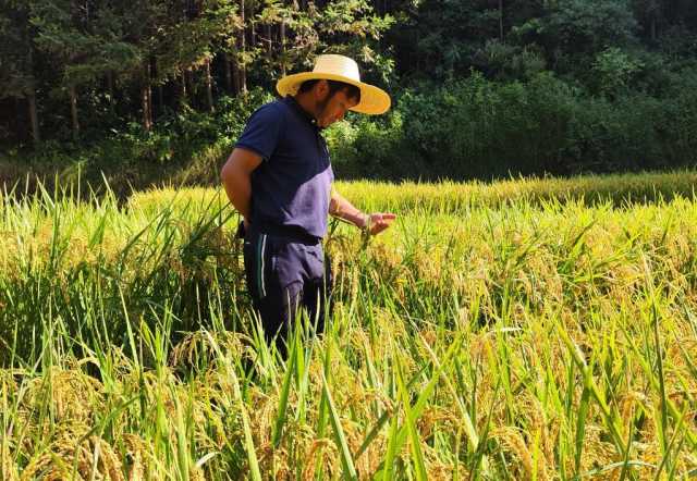 新华全媒+｜黑稻、多年生稻、巨型稻……奇妙水稻知多少？