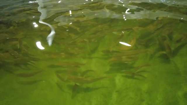 全球连线丨青海湖裸鲤人工繁育记