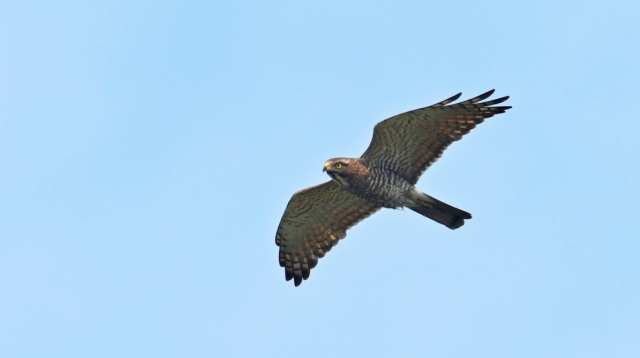 全球连线｜生态修复让山水重庆成为“鹰飞之城”