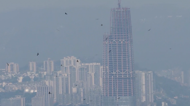 全球连线｜生态修复让山水重庆成为“鹰飞之城”