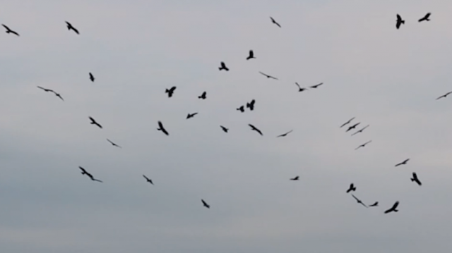 全球连线｜生态修复让山水重庆成为“鹰飞之城”