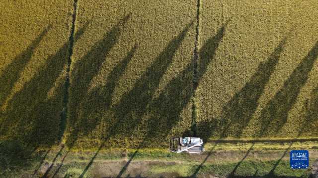 新华全媒+｜巢湖之畔 稻浪飘香