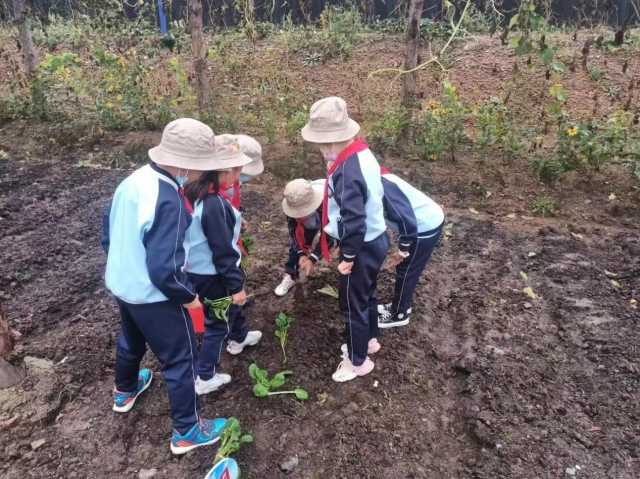 在农场里做“小菜农”!吉林辽源开展绿色研学实践活动 在农场里做“小菜农”!吉林辽源开展绿色研学实践活动