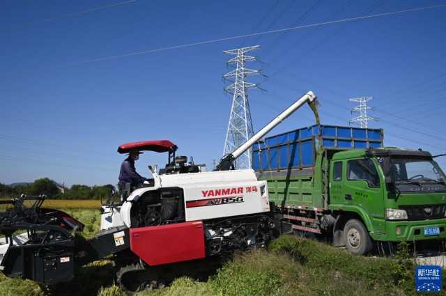 江南水乡 稻浪飘香