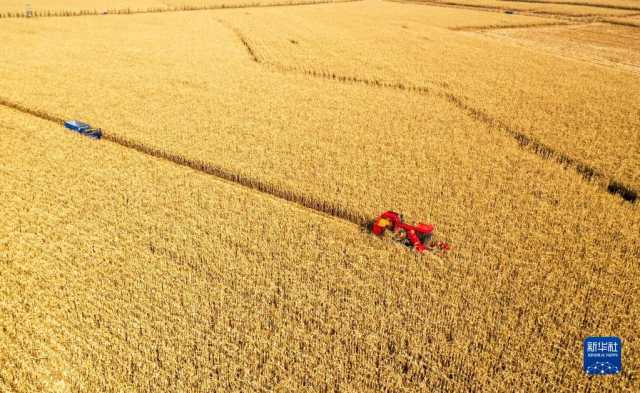 新华全媒+丨内蒙古通辽玉米迎丰收