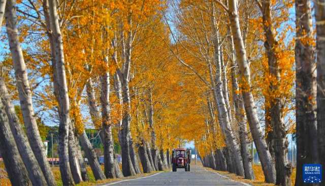 新华全媒+丨辽宁秋粮收获进展顺利