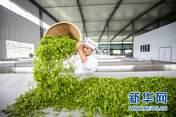 纳雍:“五促”助推生态特色食品产业发展 纳雍:“五促”助推生态特色食品产业发展