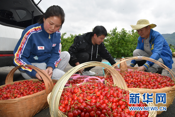 纳雍:“五促”助推生态特色食品产业发展 纳雍:“五促”助推生态特色食品产业发展