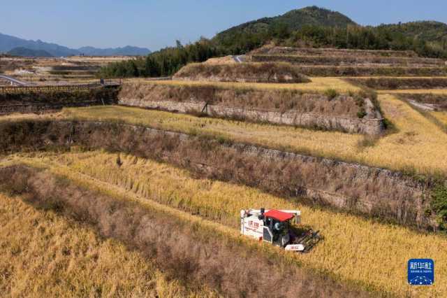 新华全媒+｜鱼米之乡喜迎丰收