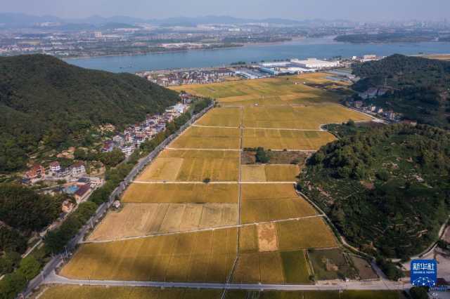 新华全媒+｜鱼米之乡喜迎丰收