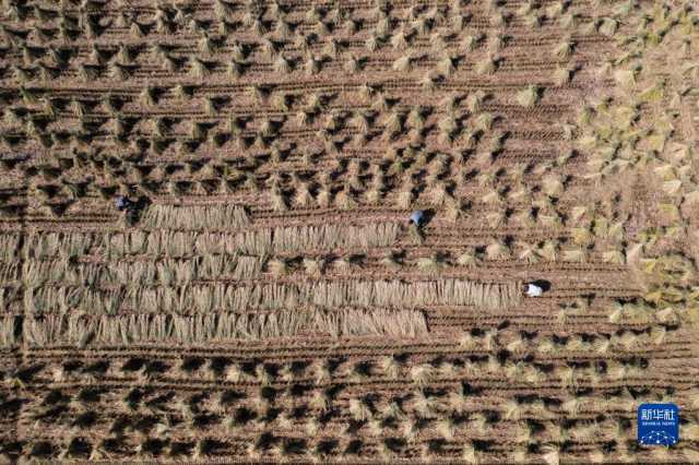 新华全媒+｜鱼米之乡喜迎丰收