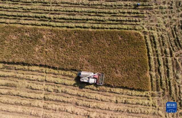 新华全媒+｜鱼米之乡喜迎丰收