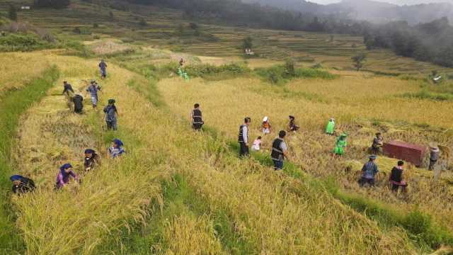 新华全媒+丨云南秋收见闻：“稻+”模式助力生态增收