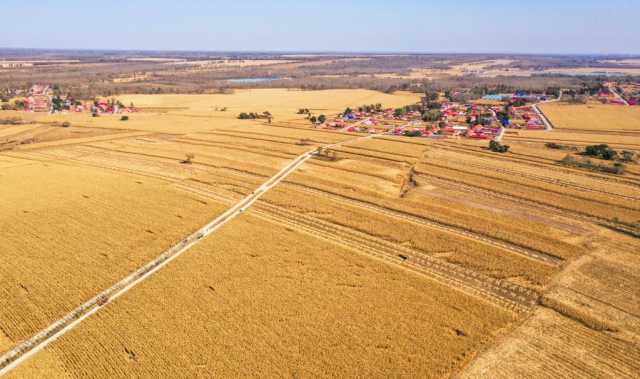 新华全媒+丨遍野金黄丰收忙——内蒙古通辽千万亩玉米种植区秋收见闻 新华全媒+丨遍野金黄丰收忙——内蒙古通辽千万亩玉米种植区秋收见闻