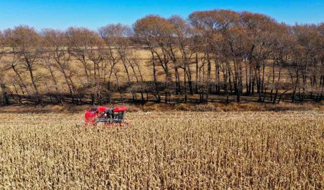 新华全媒+丨遍野金黄丰收忙——内蒙古通辽千万亩玉米种植区秋收见闻 新华全媒+丨遍野金黄丰收忙——内蒙古通辽千万亩玉米种植区秋收见闻