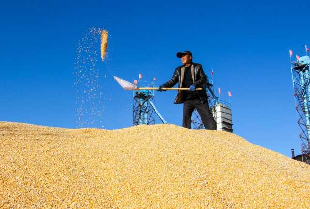 新华全媒+丨遍野金黄丰收忙——内蒙古通辽千万亩玉米种植区秋收见闻 新华全媒+丨遍野金黄丰收忙——内蒙古通辽千万亩玉米种植区秋收见闻