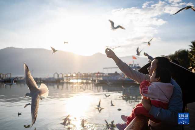 云南昆明:春城迎接红嘴鸥 云南昆明:春城迎接红嘴鸥