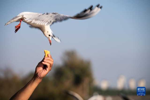 云南昆明:春城迎接红嘴鸥 云南昆明:春城迎接红嘴鸥