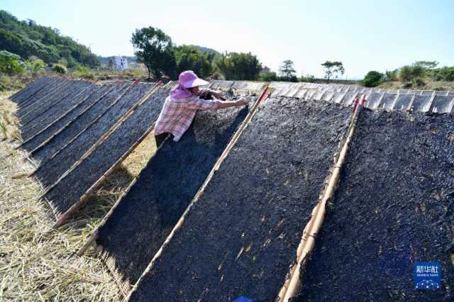 新华全媒+丨福建海上紫菜秋收忙 新华全媒+丨福建海上紫菜秋收忙