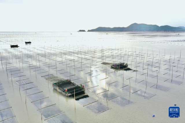 新华全媒+丨福建海上紫菜秋收忙 新华全媒+丨福建海上紫菜秋收忙