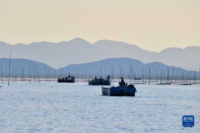 新华全媒+丨福建海上紫菜秋收忙 新华全媒+丨福建海上紫菜秋收忙