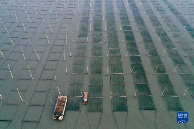 新华全媒+丨福建海上紫菜秋收忙 新华全媒+丨福建海上紫菜秋收忙