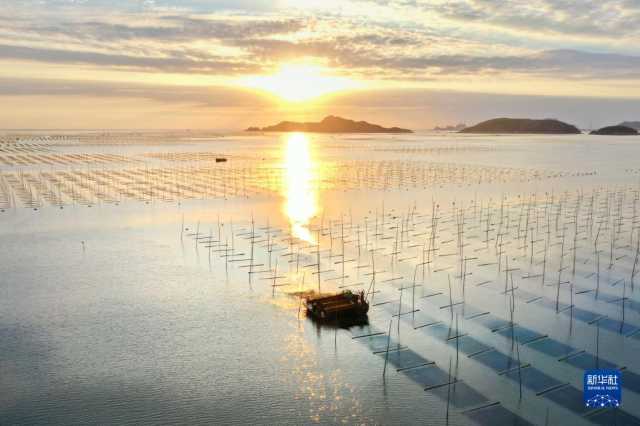 新华全媒+丨福建海上紫菜秋收忙 新华全媒+丨福建海上紫菜秋收忙