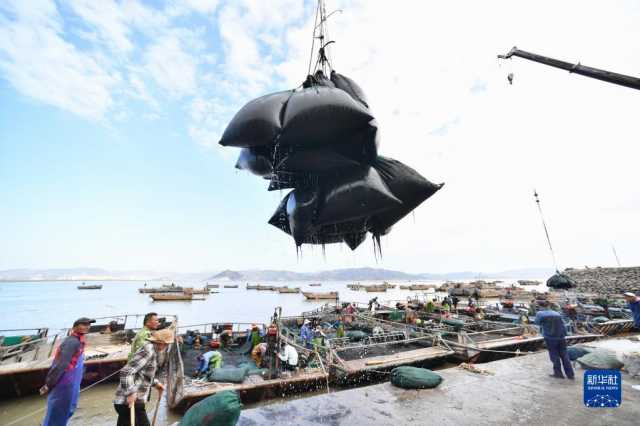 新华全媒+丨福建海上紫菜秋收忙 新华全媒+丨福建海上紫菜秋收忙