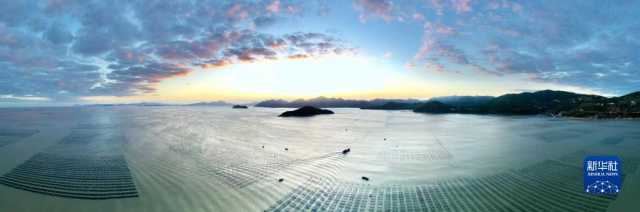 新华全媒+丨福建海上紫菜秋收忙 新华全媒+丨福建海上紫菜秋收忙