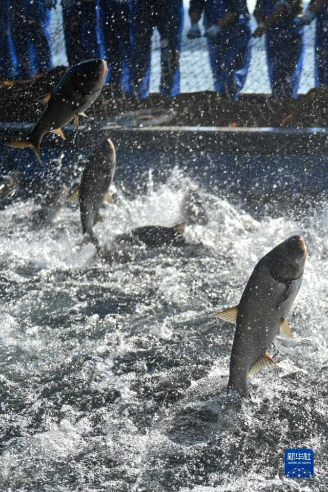 浙江:千岛湖巨网捕鱼迎丰收 浙江:千岛湖巨网捕鱼迎丰收