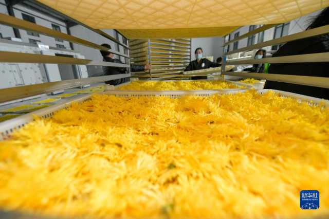 贵州贵定:千亩菊花迎丰收 贵州贵定:千亩菊花迎丰收