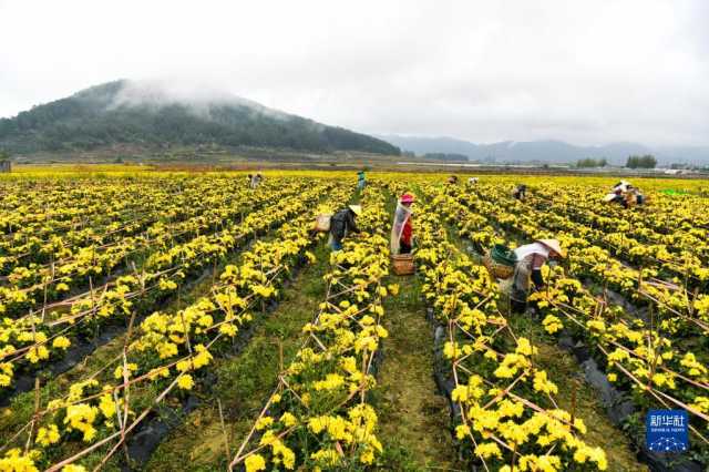 贵州贵定:千亩菊花迎丰收 贵州贵定:千亩菊花迎丰收