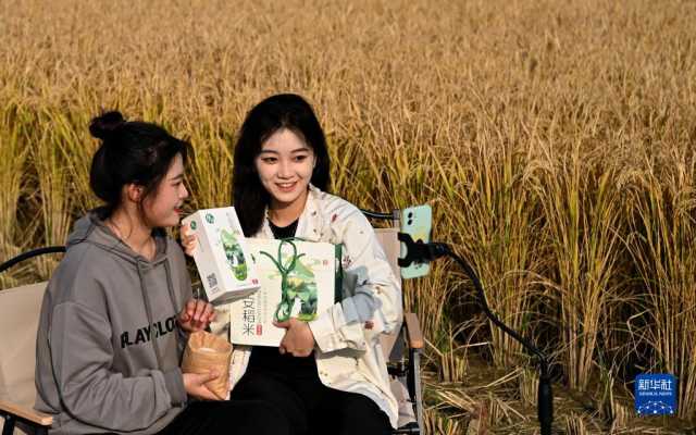 新华全媒+丨秦岭脚下 稻谷飘香