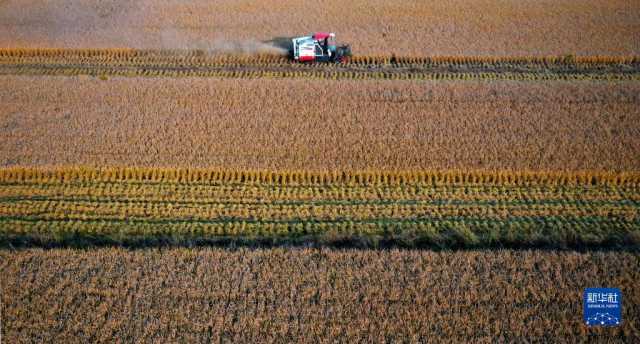 新华全媒+丨秦岭脚下 稻谷飘香
