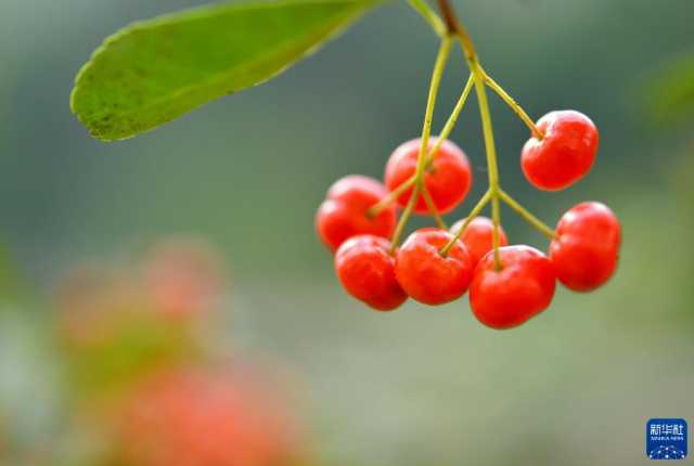 微视界——霜降