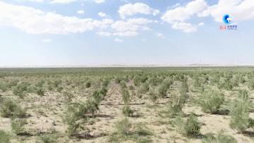 全球连线｜中国北方“沙海”中的绿色屏障