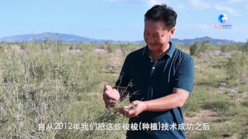 全球连线｜中国北方“沙海”中的绿色屏障