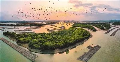 千里红树林 沿海筑“绿堤”