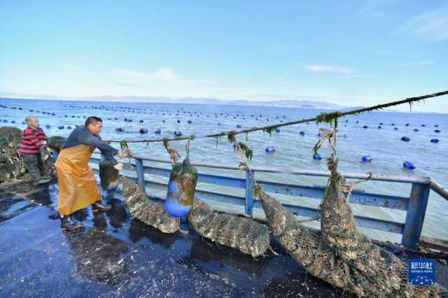 福建霞浦生蚝采收忙