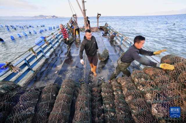 福建霞浦生蚝采收忙