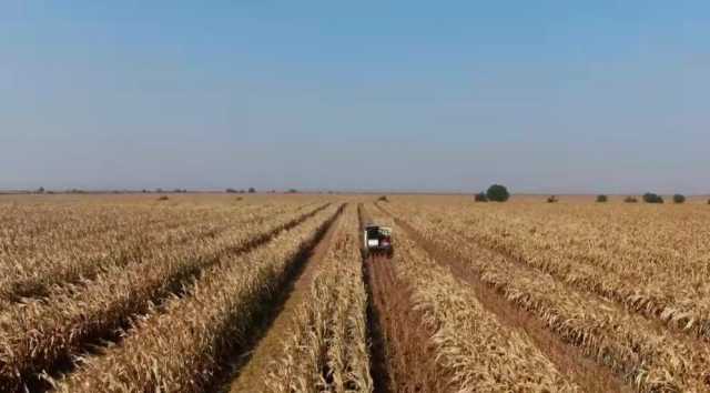 新华全媒+｜山西大豆玉米带状复合种植收获一线扫描