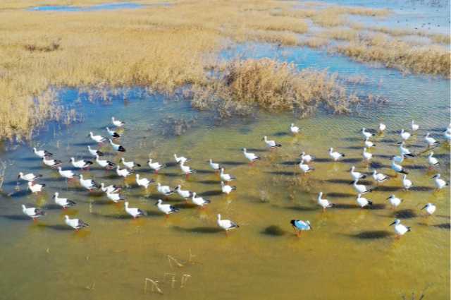 山东扎实推进黄河重大国家战略，打造绿色示范先行样本