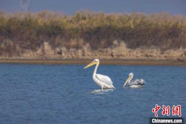 国家一级保护野生动物白鹈鹕再现河北曹妃甸 国家一级保护野生动物白鹈鹕再现河北曹妃甸