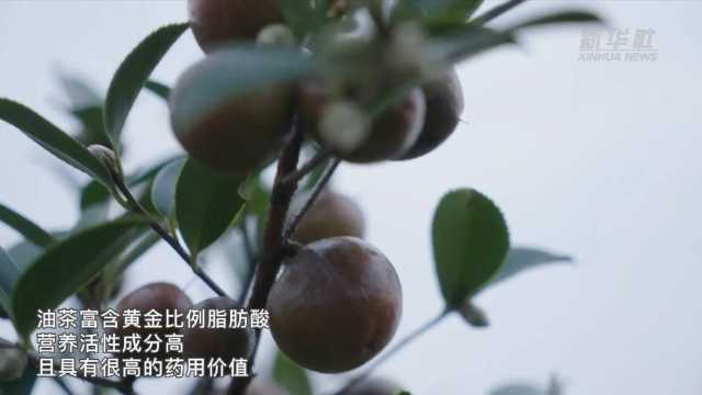 新华全媒+|湖南鼎城:万亩油茶迎采摘 新华全媒+|湖南鼎城:万亩油茶迎采摘