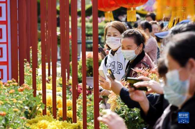 青岛:赏菊正当时 青岛:赏菊正当时