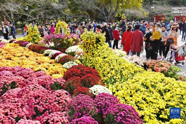 青岛:赏菊正当时 青岛:赏菊正当时