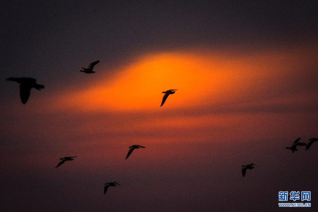 【“飞阅”中国】候鸟“歇脚”塞外草原 【“飞阅”中国】候鸟“歇脚”塞外草原