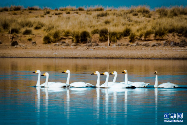 【“飞阅”中国】候鸟“歇脚”塞外草原 【“飞阅”中国】候鸟“歇脚”塞外草原